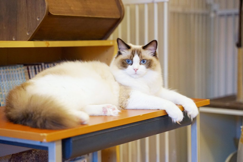 コンセプト | たまねこのご案内 | 多摩センターのねこカフェ「たまねこ」